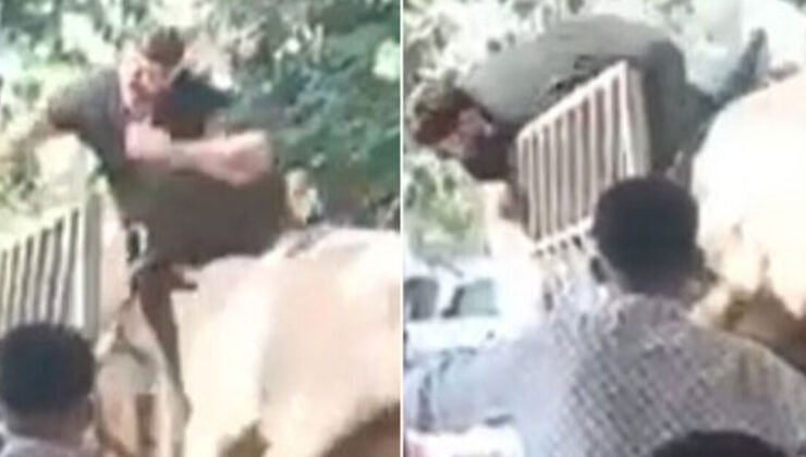 O anlar kamerada! Boğa kasabı boynuzlarıyla savurdu