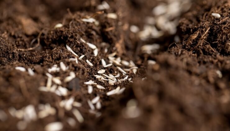 Rekabet Kurumu’ndan yedi tohum firmasına soruşturma