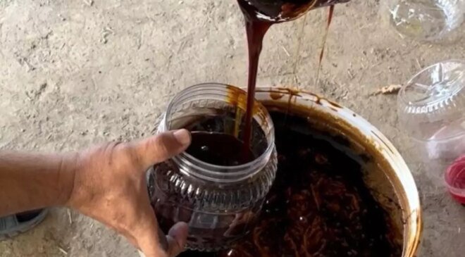 Tarım Müdürü Ahmet Akar, Senelik İzni Süresinde Geleneksel Pekmez Üretiyor