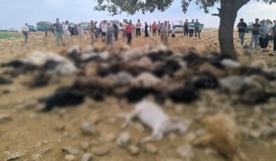 Yıldırım isabet eden 99 küçükbaş öldü