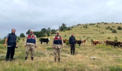 19 Büyükbaş Hayvan Drone ile Bulundu