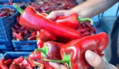 Adana’da Salça Sezonu Açıldı, Biber Fiyatları 20 Lira Aralığında