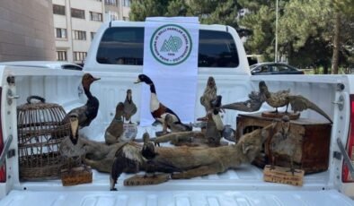 Afyonkarahisar’da hayvan tahnitleri ele geçirildi