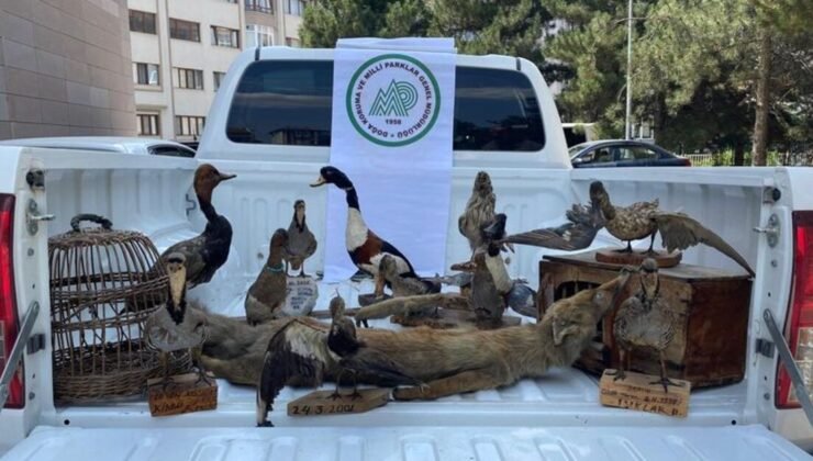 Afyonkarahisar’da hayvan tahnitleri ele geçirildi