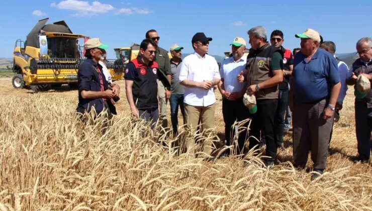 Amasya’da 4 Bin Ton Sertifikalı Tohumluk Buğday Üretimi Bekleniyor