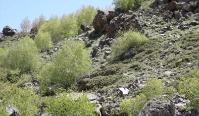Bitlis’teki Obsidiyenlerin Tarih Öncesi Yolculuğu Araştırılacak