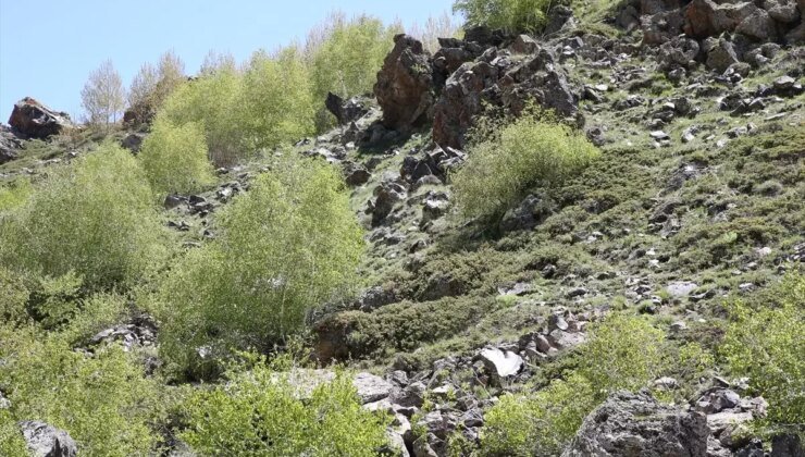 Bitlis’teki Obsidiyenlerin Tarih Öncesi Yolculuğu Araştırılacak
