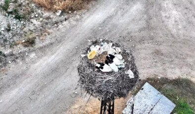 Boyabat’ta Leylek Ailesinin Huzurlu Anları Dronla Görüntülendi