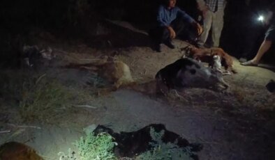 Dereden su içen 65 küçükbaş hayvan 5 dakika içinde öldü