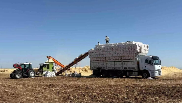 Diyarbakır Ovası’nda Sıcak Hava Altında Saman Hasadı