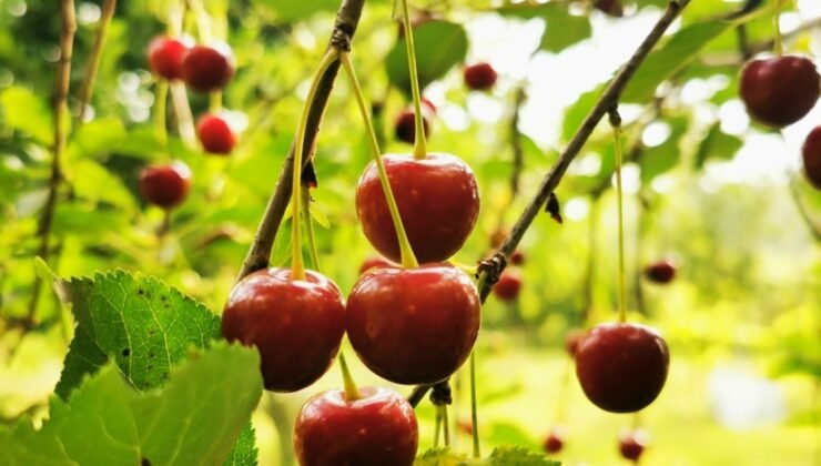 Don kiraz ihracatını vurdu:  Tarım ihracatçılarından kredi borcunda erteleme talebi