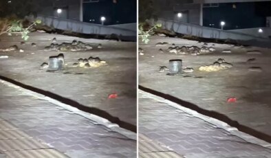 Esenyurt’ta onlarca fare sokak ortasında cirit atıyor