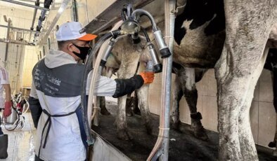 Fırat Üniversitesi’nden Süt Sığırlarında Mastitis Önleme Cihazı