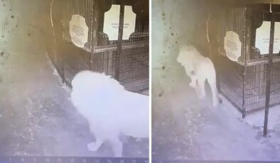 Hayvan parkından kaçan aslanın kafesten çıktığı anlar güvenlik kamerasında