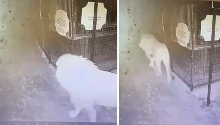 Hayvan parkından kaçan aslanın kafesten çıktığı anlar güvenlik kamerasında