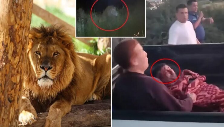 İlçe diken üstünde! Firari aslan bir kişiyi yaralayıp kayıplara karıştı