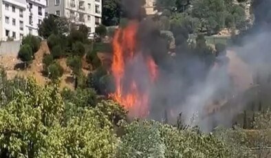 İstanbul Kağıthane’de ağaçlık alanda yangın