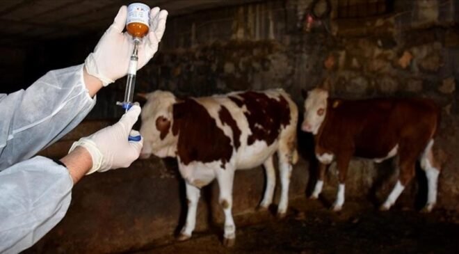 Kapatılan hayvan pazarları ne zaman açılacak? Bakanlıktan şap hastalığı hakkında açıklama