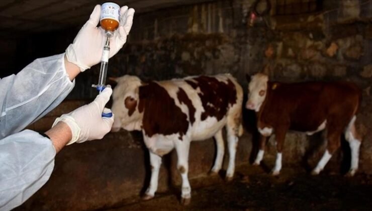 Kapatılan hayvan pazarları ne zaman açılacak? Bakanlıktan şap hastalığı hakkında açıklama
