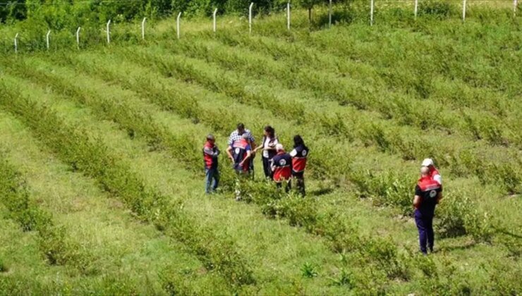 Kastamonu’da Aronya Üretimi Hızla Yayılıyor