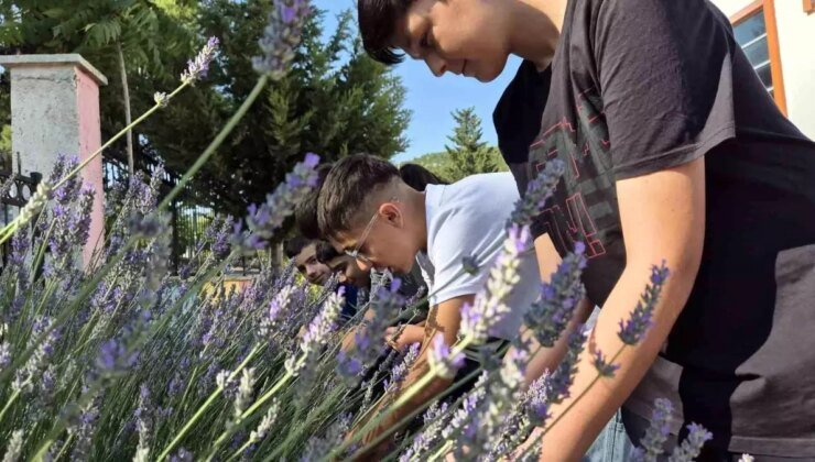 Muğla’da Gençler Lavanta Hasadı Yaptı