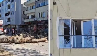 Sakarya’da asırlık ağaç binanın üzerine devrildi