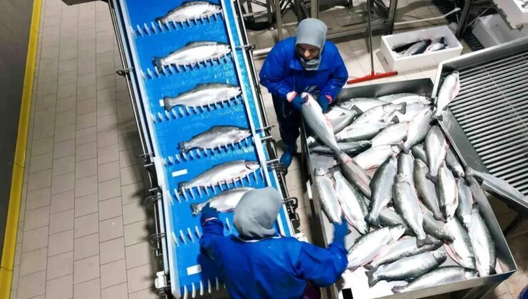 Samsun’da Su Ürünleri İhracatı Yüzde 25 Artış Gösterdi