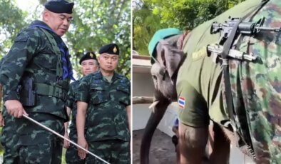 Tayland-Kamboçya savaşından ilginç görüntüler! Sınıra fil konuşlandırıldı