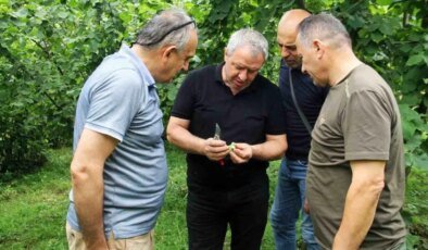 Trabzon’da 2025 Fındık Rekoltesi İçin Çotanak Sayımı Başladı