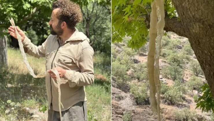 Ülkenin en zehirlisi! Öğretmen yürürken buldu