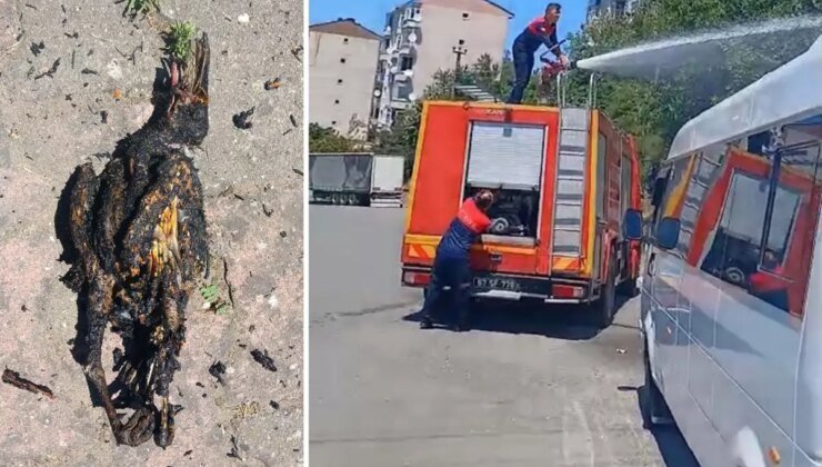 Yüksek gerilim hattına konan karga yangın çıkardı