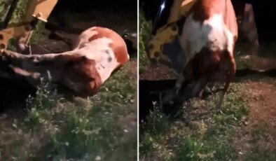 Ardahan’ın çöküşü! Gömülen sadece hayvanlar değil, umutlar ve emekler de toprağa karışıyor