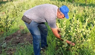 Arkadaşının tavsiyesi ile dikti, şimdi paraya para demiyor