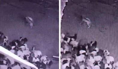 Batman’da sürüye kurt saldırısı! O anlar kameralarda