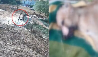 Bir köpeği işkenceyle katletti, diğerinin boğazını sıkıp derisini yüzdü