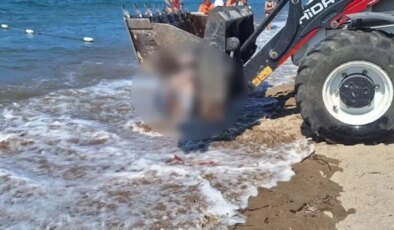 Bodrum’da ölü yunus sahile vurdu, turistler şok oldu