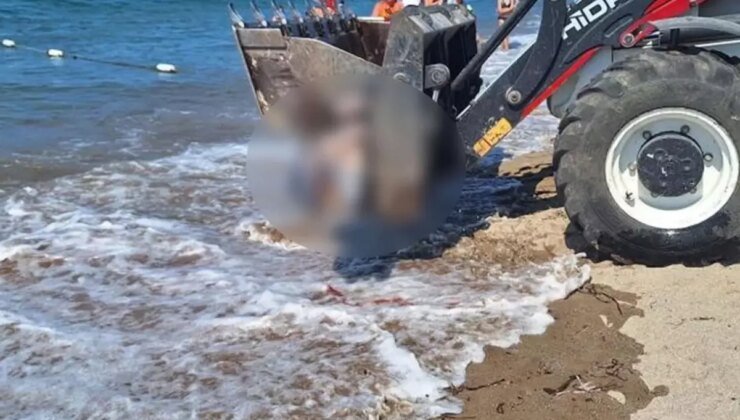 Bodrum’da ölü yunus sahile vurdu, turistler şok oldu
