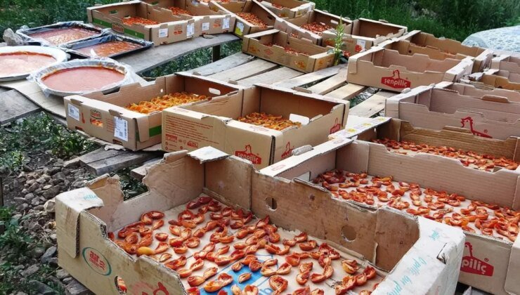 Bu sene verim yüksek! Van’da kayısının kilosu 300 TL’ye satılıyor