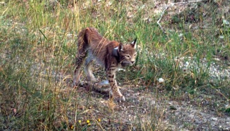 Danimarka’daki hayvanat bahçesi, yırtıcıları beslemek için evcil hayvan bağışı istedi