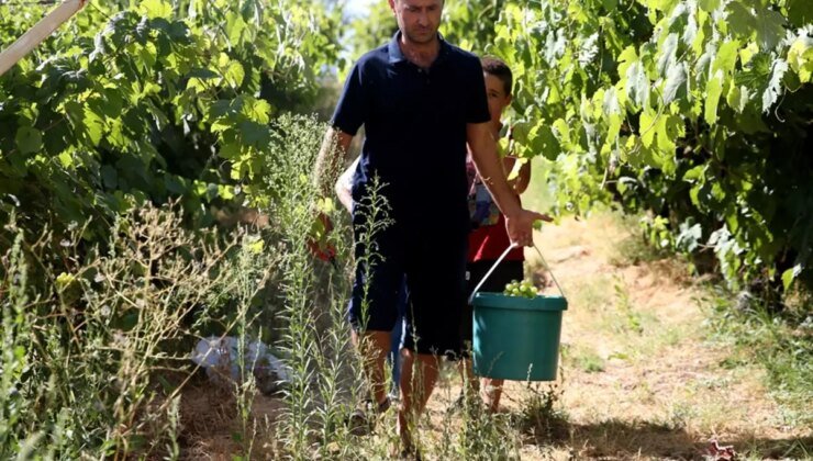 Dekar başına 1,5 ton verim bekleniyor! Kilosu 150 lira