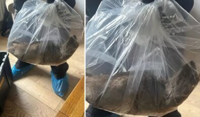 Görenler inanamıyor! Evin içerisinde yakalandı, tam 55 santimetre uzunluğunda