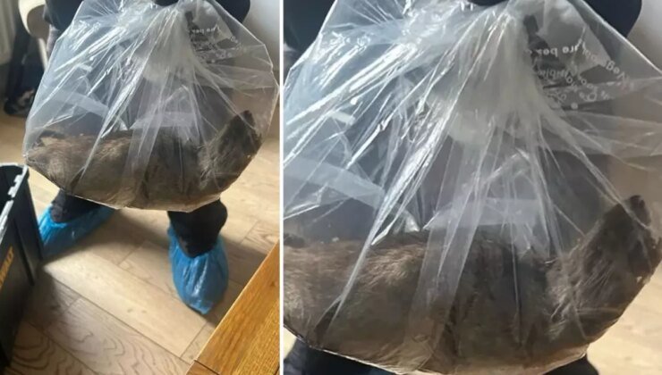 Görenler inanamıyor! Evin içerisinde yakalandı, tam 55 santimetre uzunluğunda