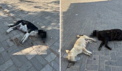 İddia vahim! Tavuk etini yiyen çok sayıda kedi ve köpek telef oldu