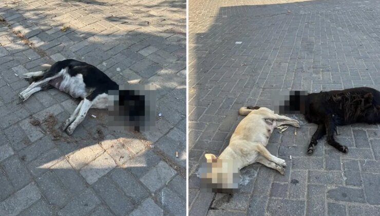İddia vahim! Tavuk etini yiyen çok sayıda kedi ve köpek telef oldu
