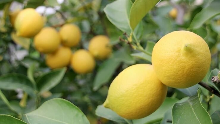 Limonda fiyatı düşürecek hasat başladı