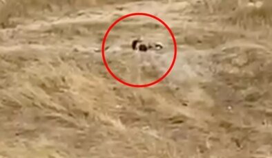 Müftülüğün yanında rezalet! Gündüz vakti tarlada ilişkiye girdiler