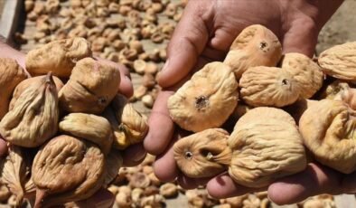 Tariş, 2025-2026 kuru incir alım fiyatlarını açıkladı