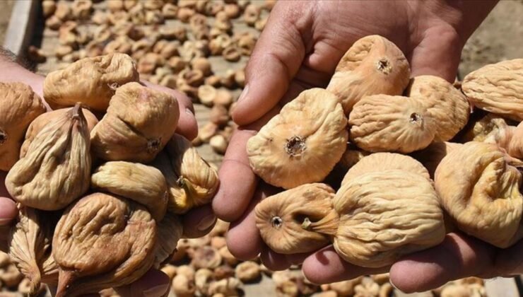 Tariş, 2025-2026 kuru incir alım fiyatlarını açıkladı