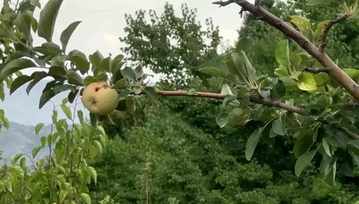 Üretici şokta! 10 dönümlük arazinin tek mahsulü bir çürük elma