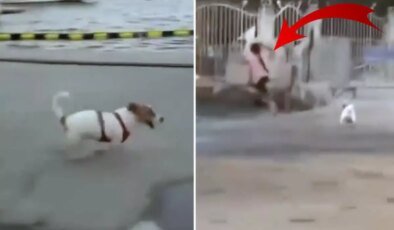Yapımcı Erol Köse’nin kızı, köpeği serbest bırakıp çocuğun üzerine saldı